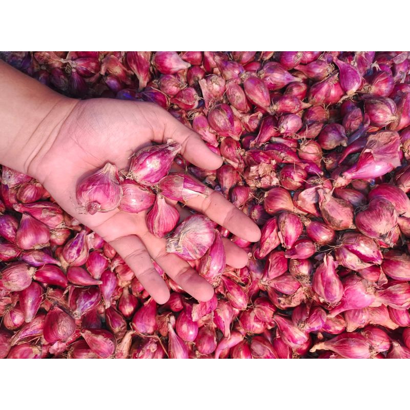 

bawang merah Brebes 1 kg