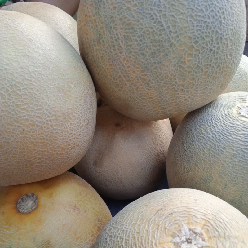 

melon SUPER jual satuan