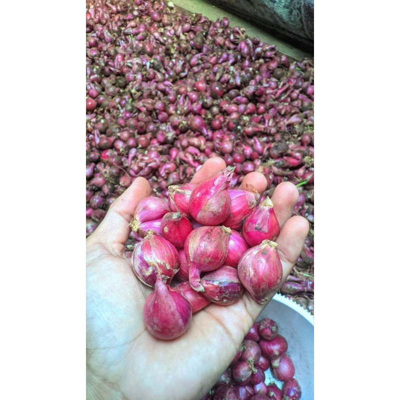 

Bawang merah 1kg