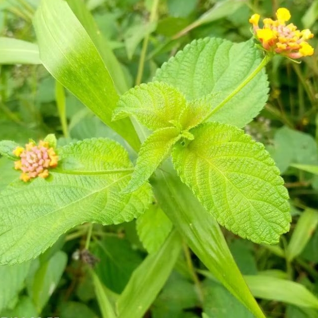 

Daun Tembelekan atau lantana segar 1 kg