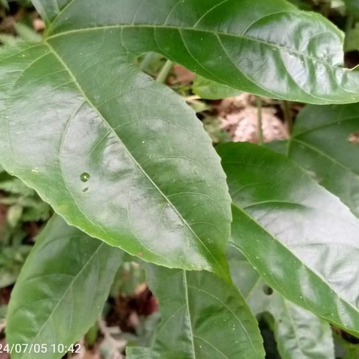 

Daun Markisa atau konyal Segar 500gram