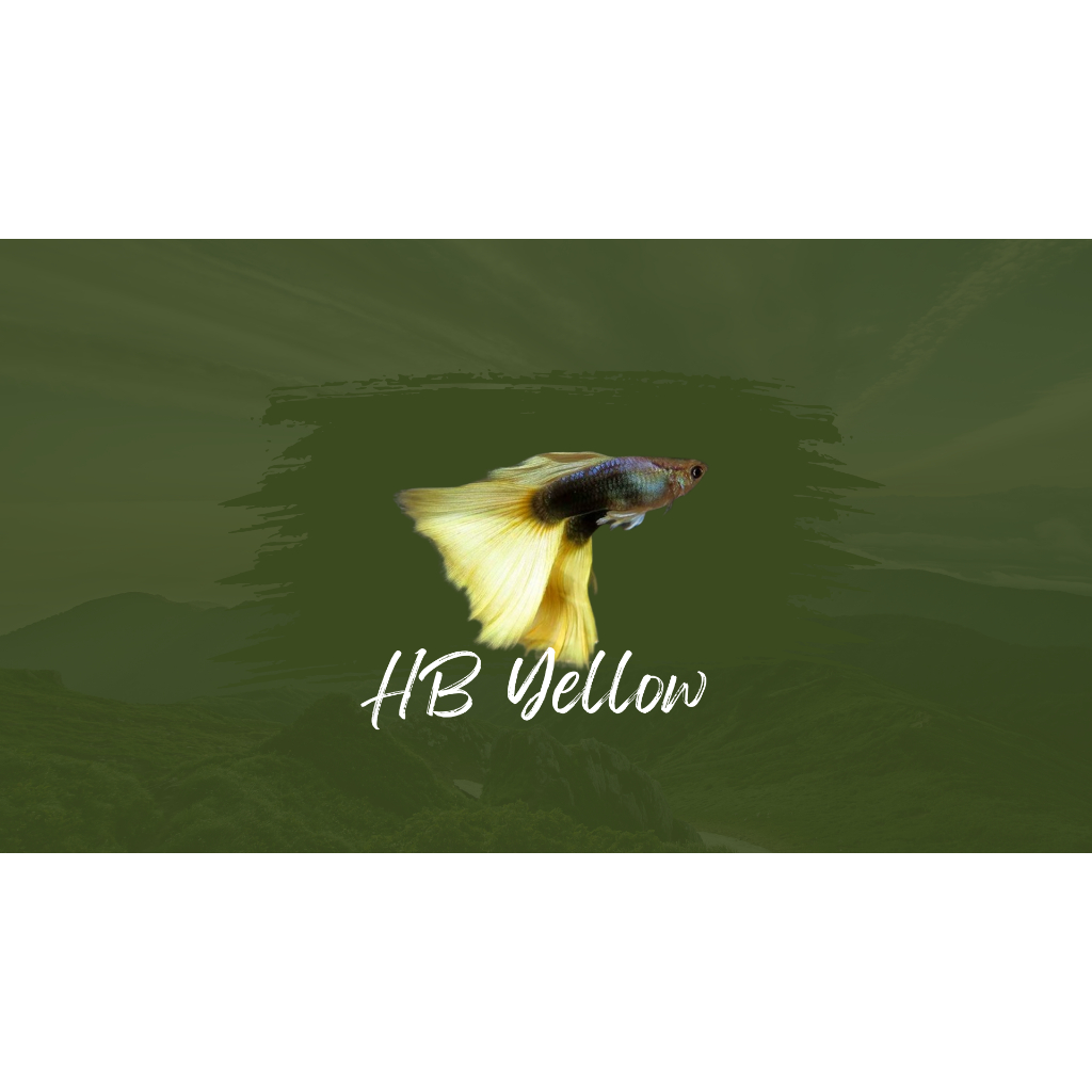 

Packing Styrofoam HB Yellow