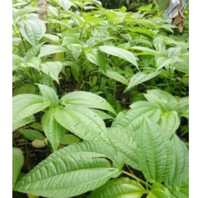 

Daun Pohpohan segar 500 gram