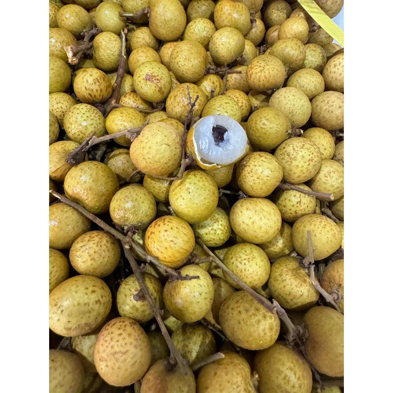 

longan shine gold