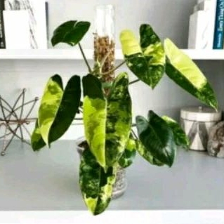 Tanaman Philodendron Burlemarx Varigata