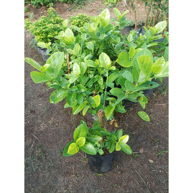 Bibit pohon sancang || bonsai sancang