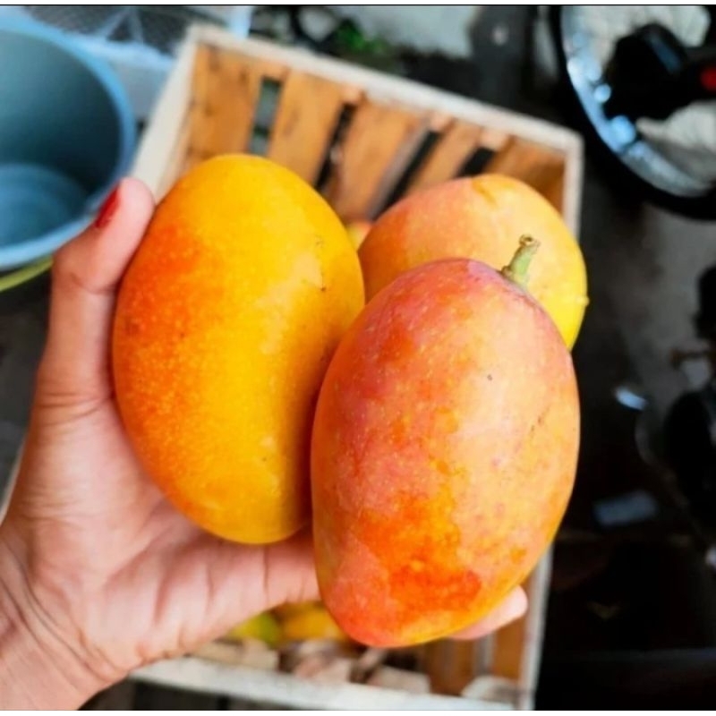 Bibit Mangga Podang, Okulasi, Siap Berbuah