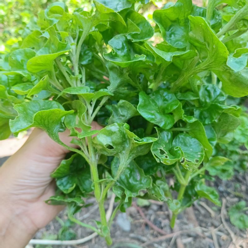 Stek Bayam Brazil Murah Meriah