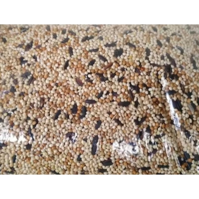 PAKAN PERKUTUT 1KG MAKANAN BURUNG PERKUTUT 1KG MILET PUTIH CAMPUR KETAN HITAM PAKAN KOMPLIT KUTUT