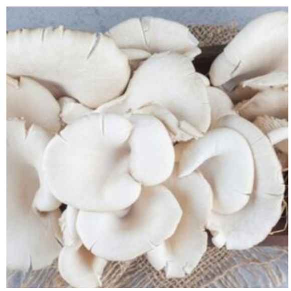

Jamur Tiram Putih Segar 250 gr Jamur Tiram per Kg Oyster Mushroom
