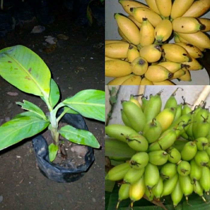 

bibit tanaman pisang muli/bibit pisang muli/cau limpung