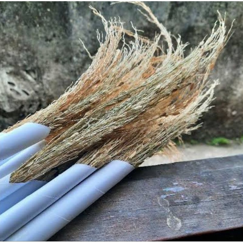 Merang ketan hitam / jerami ketan hitam perikat