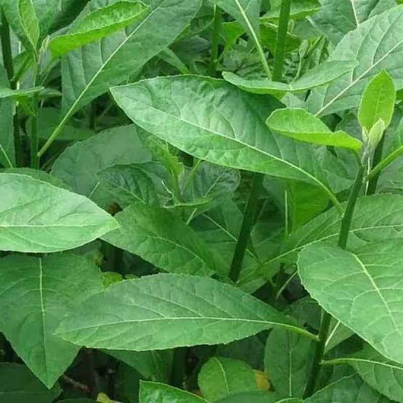 

daun Afrika segar 500 gram
