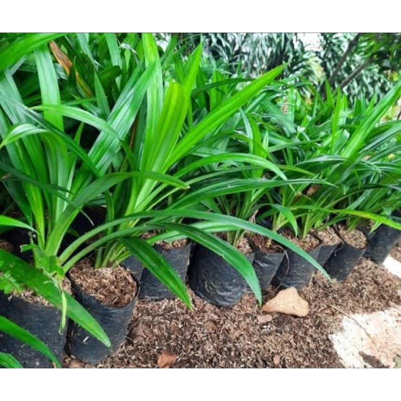 

Daun pandan wangi per lembar segar fresh bersih super organik murah petik langsung