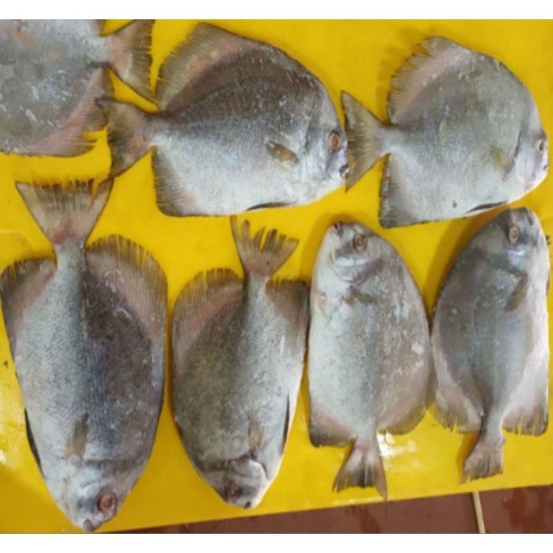 

IKAN BEBEL FROZEN PREMIUM 100%