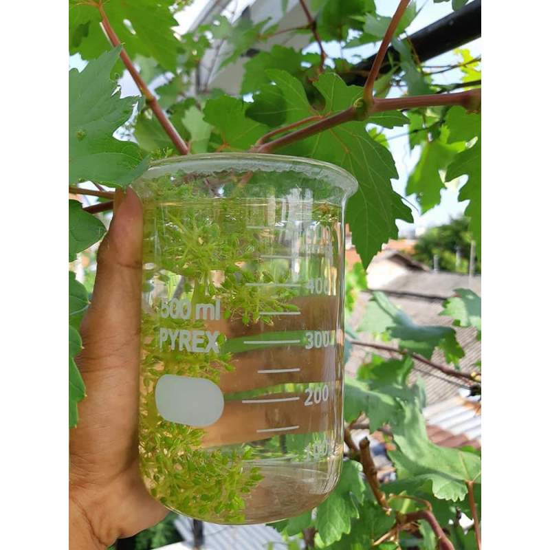 Gloria - GA3 Mr.G hormon giberelin perbesar dompolan Buah Anggur