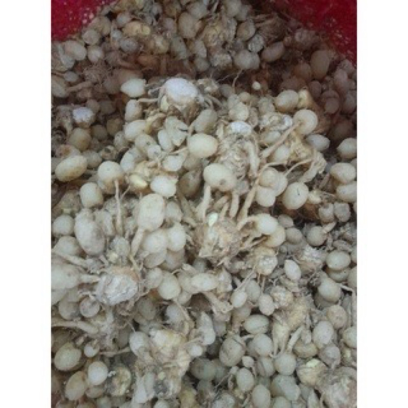 

jahe putih berat 1 kg