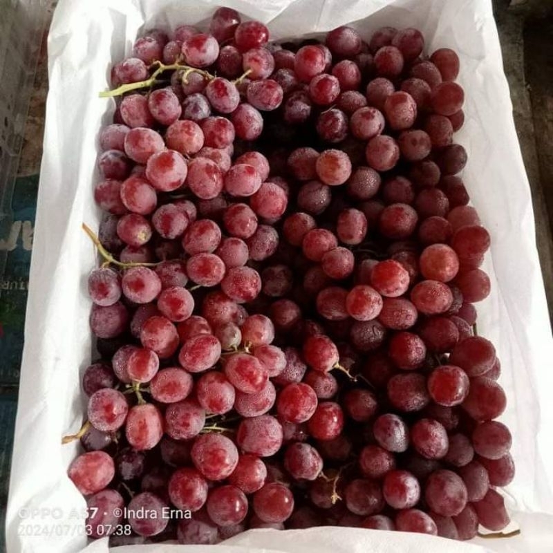 

Anggur Red Globe