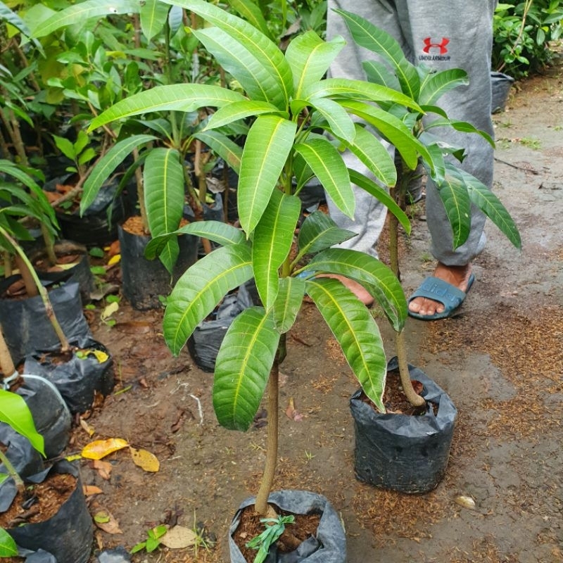 BIBIT mangga kiojay thailand super jumbo