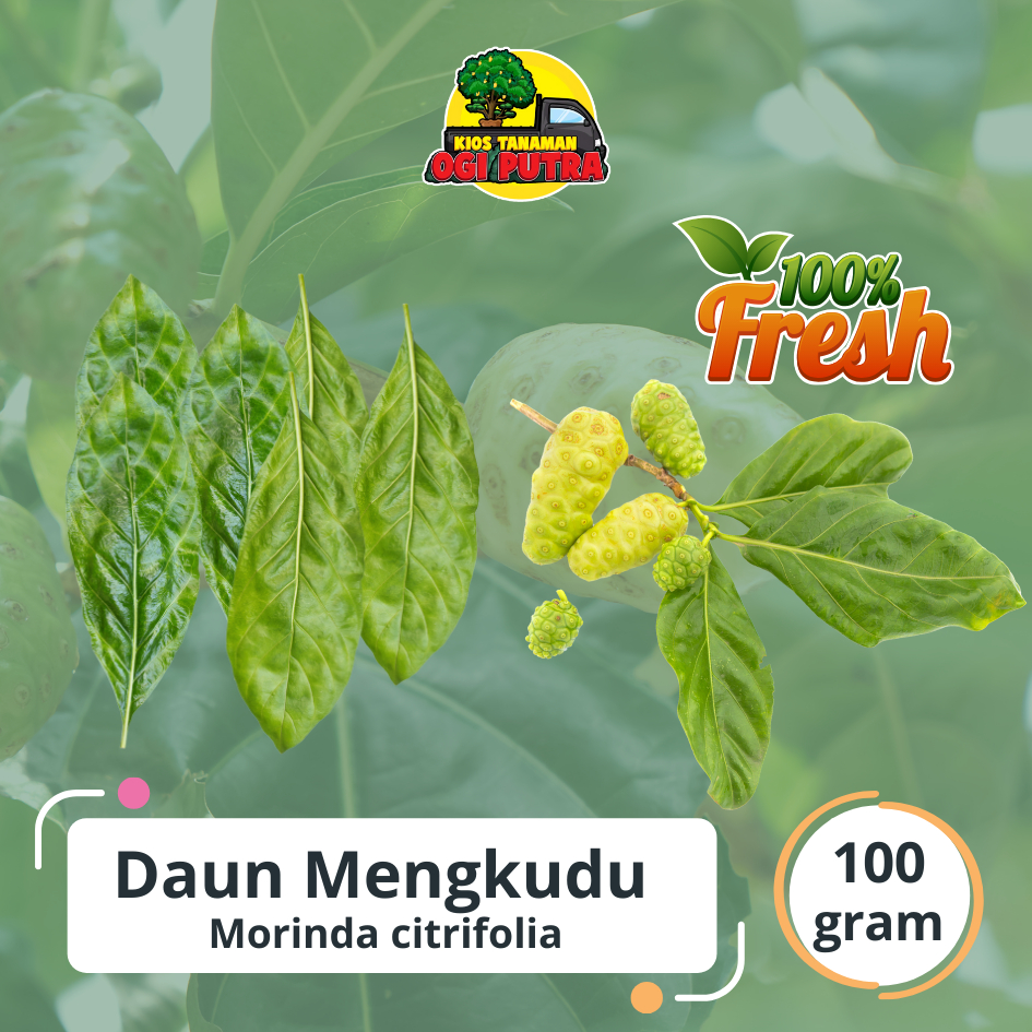 

Daun mengkudu/cangkudu Segar 100 gram