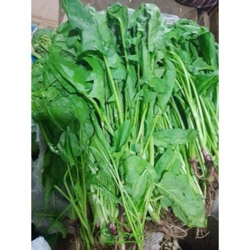 

bayam jepang atau poileng 1 kg