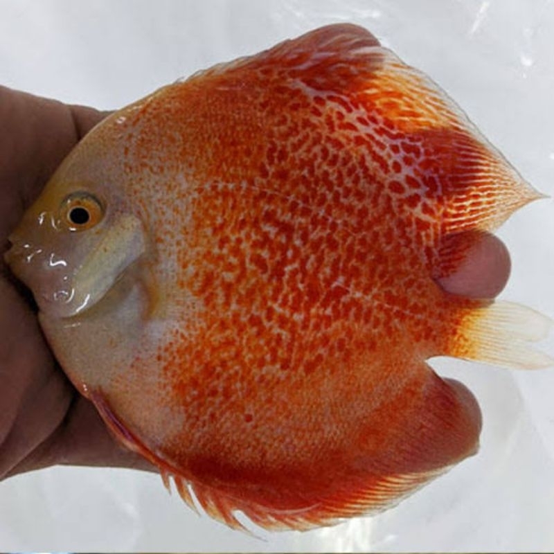 aksesoris (Snow Leopard Discus) Aquarium