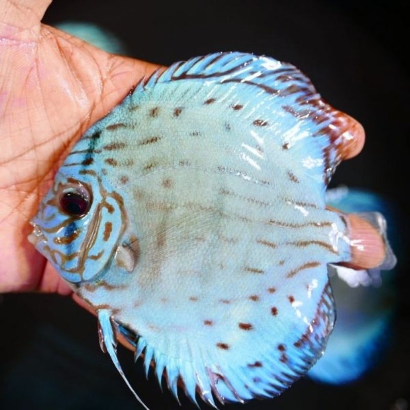 Aksesoris Sky Blue Cobalt Discus Aquarium