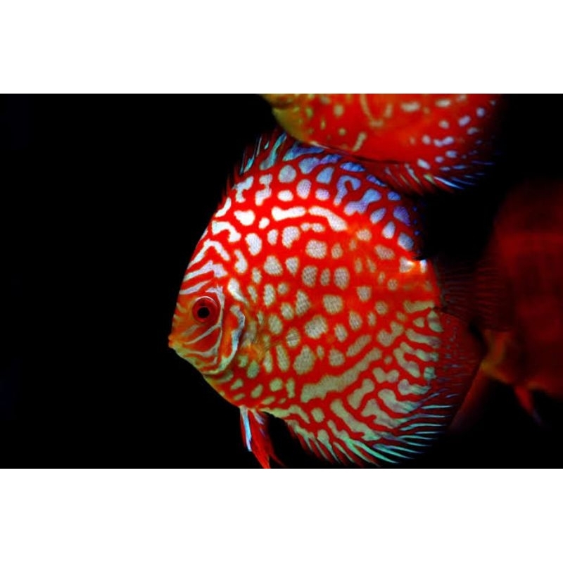 Pigeon Blood Discus Aquarium