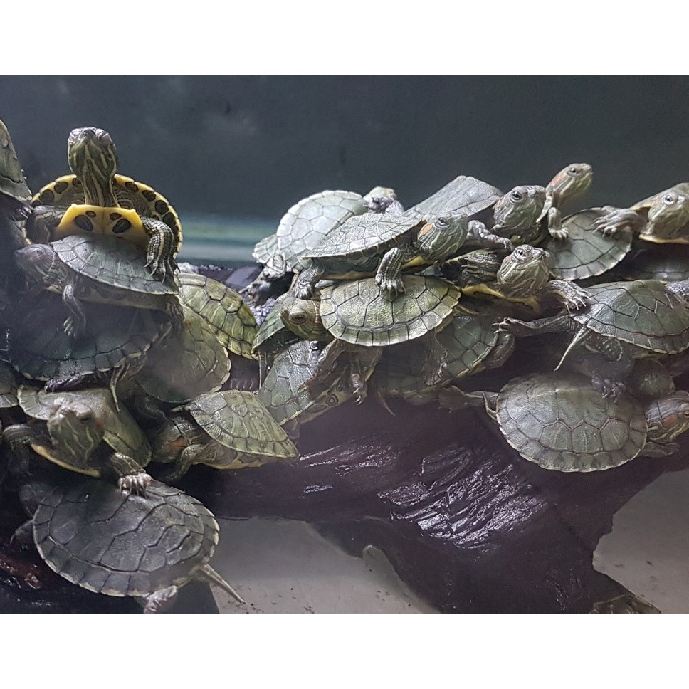 KODE M77C INSTANT BANDUNG KURAKURA BRAZIL BABY BRAZILIAN TURTLE KURA KURA AQUARIUM