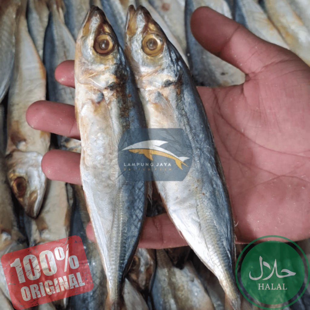 

{BISA COD} 500 GRAM IKAN ASIN JAPUH LAYANG BERKUALITAS - HARGA GUDANG MURAH, DISTRIBUTOR PERTAMA DARI PETANI