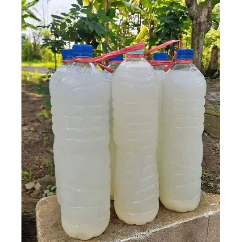 

Paket Legen Ciamik Kemasan 4,5 Liter Aman Dikirim Kemana Saja(Legen Minuman Tradisional Menyehatkan)