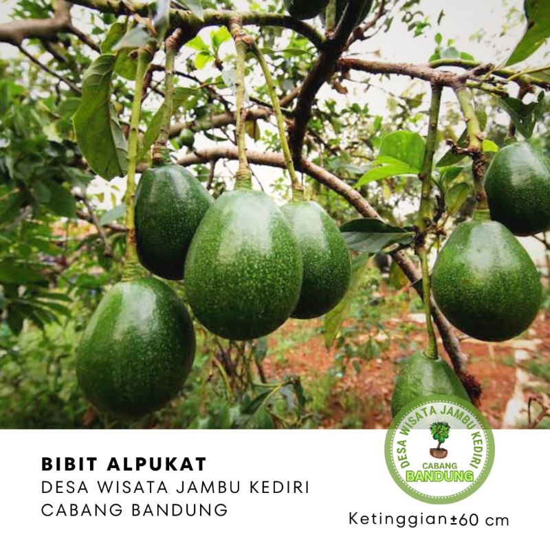 BIBIT ALPUKAT MIKI Desa Wisata Jambu Kediri Cabang Bandung