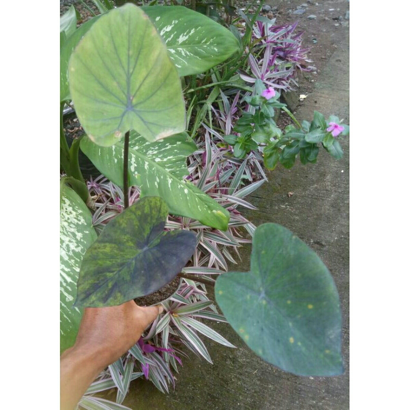 (Ukuran Kecil) Bibit Colocasia Blue Hawai/Black Marble Ori Import