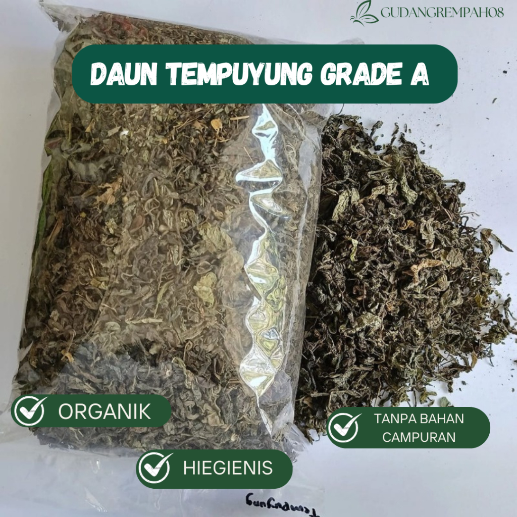 

Daun Tempuyung Kering Asli | Teh Daun Tempuyung Obat Herbal Batu Ginjal