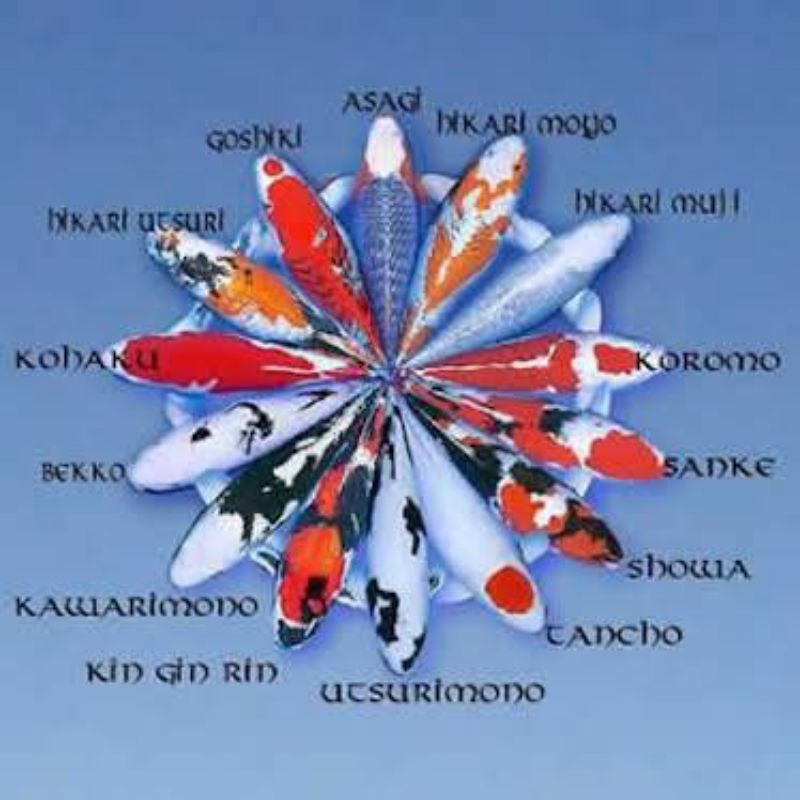 

Stiker koi rupa rupa model showa sanke kohaku platinum slayer kolam hiasan aquarium