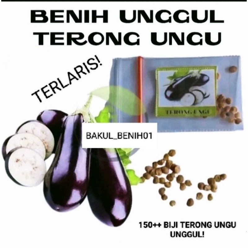TERLARIS 150+ BENIH TERONG UNGU ANTABOGA F1 UNGGUL