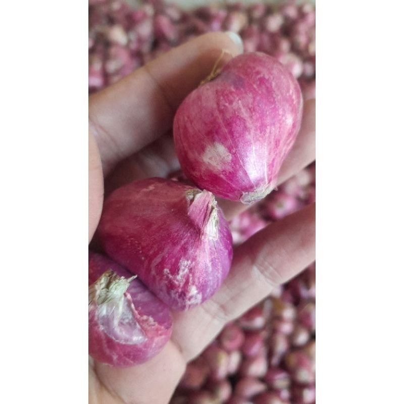 

BAWANG MERAH SUPER A