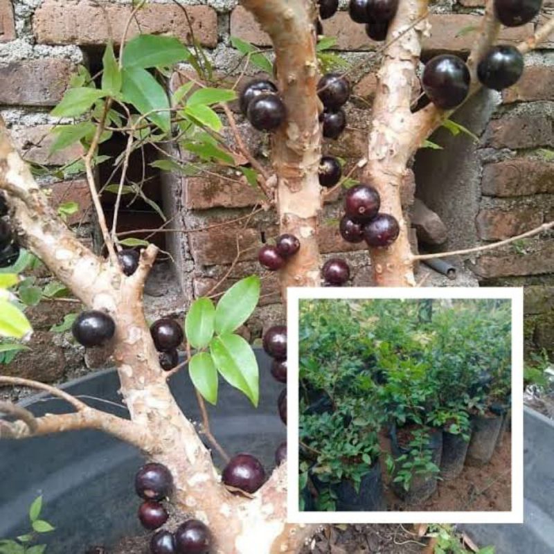 bahan bonsai anggur Brazil