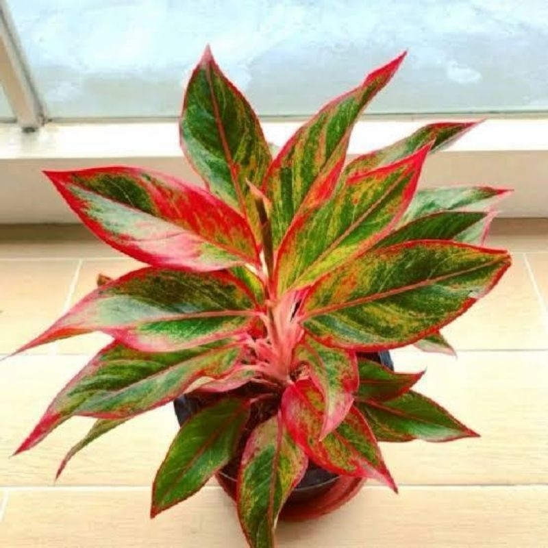 tanaman aglonema lipstik berdaun merah