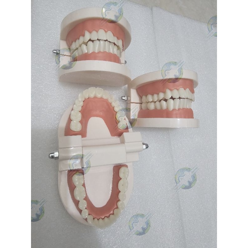 dental model study gigi phantom gigi
