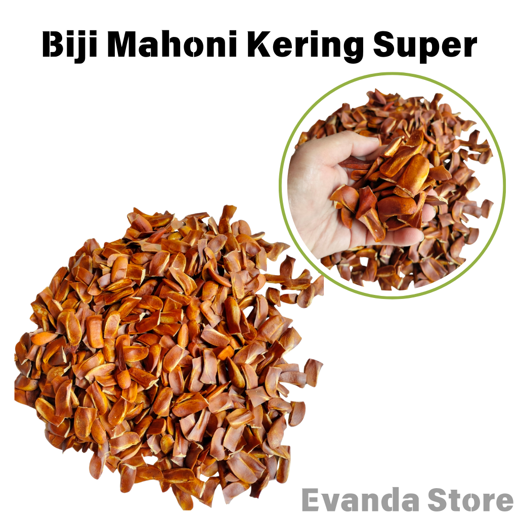 

500 GRAM BIJI MAHONI KERING SUPER