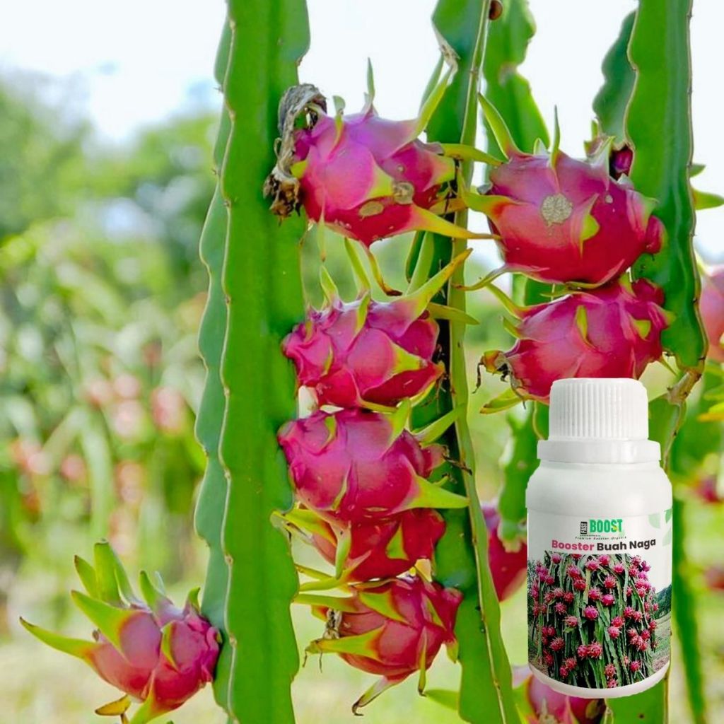 _Adudushop Pupuk Booster Buah Naga Pelebat Organik Cepat Berbuah Lebat 100Ml Murni Fermentasi