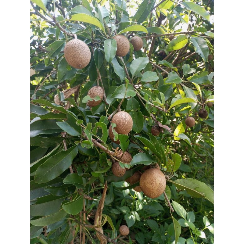 

Sawo muda per 1kg