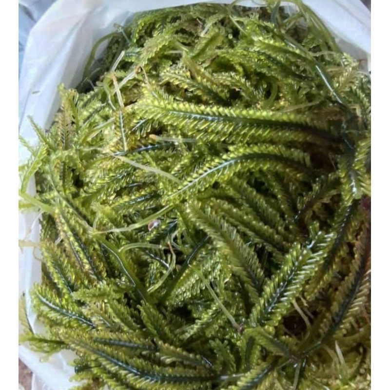 

Anggur laut (LATOH)