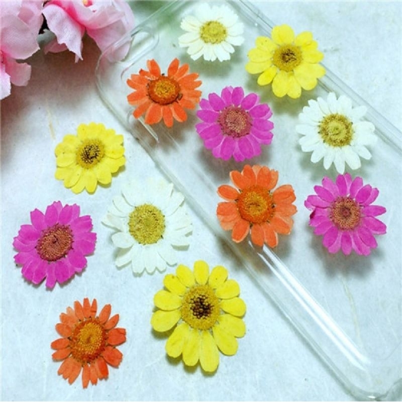 Daisy Dried Flower for Resin | Bunga Kering Daisy Pressed Natural