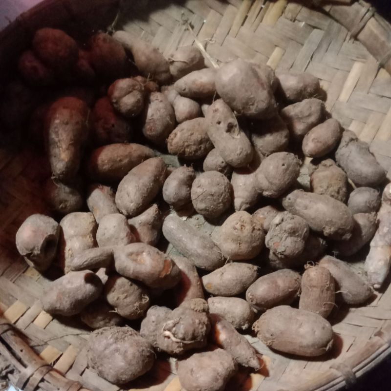 kentang klici kentang hitam kentang sabrang