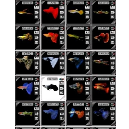 Guppy Endler random bukan cendolan hiasan akuarium