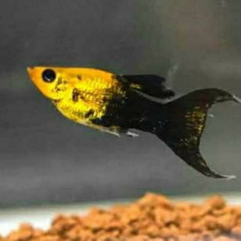 

Stiker golden black