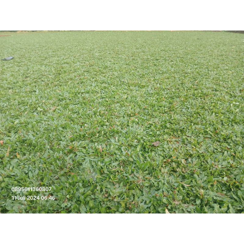 Rumput gajah mini /Rumput Jepang/Rumput suis