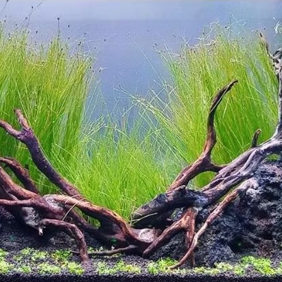 Hairgrass Vivipara - Tanaman Aquascape